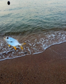 山雨欲來前釣