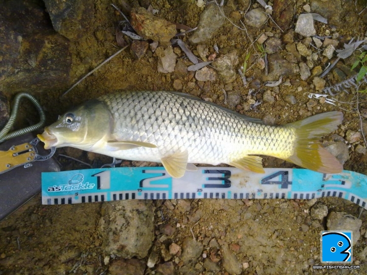 爆釣沒有假如 (8).JPG