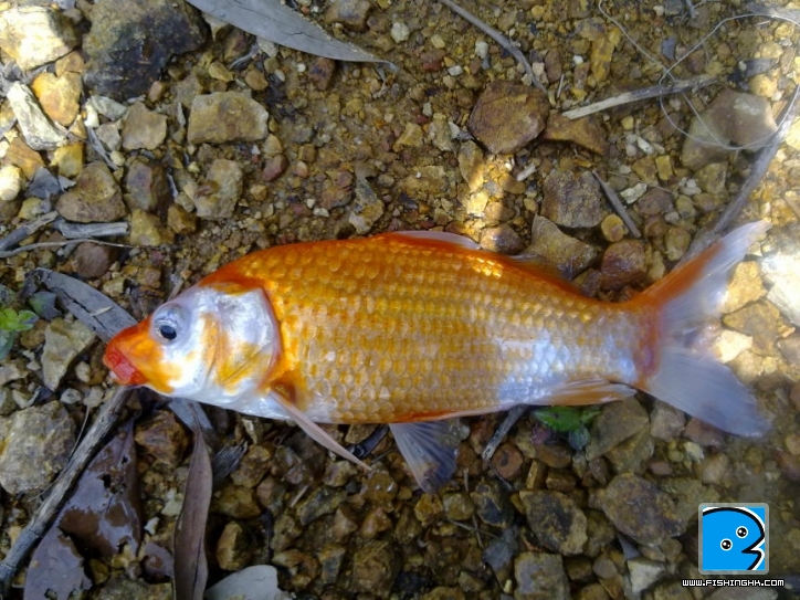 爆釣沒有假如 (20).JPG