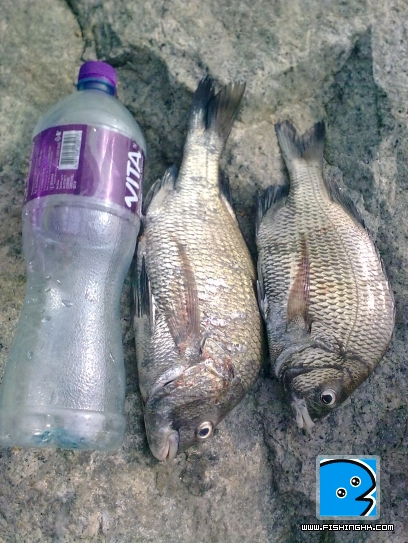 機場尾,間中地區有驟魚.