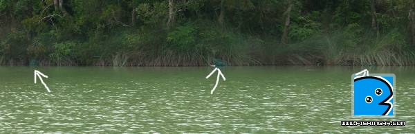 有人落岸邊網捉龜