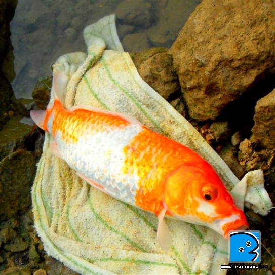 110910 薄扶林平台小綿鯉 up (1).JPG