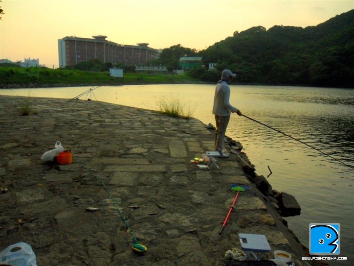 110910 薄扶林平台小綿鯉 up (6).JPG