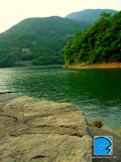 110910 薄扶林平台小綿鯉 up (7).JPG