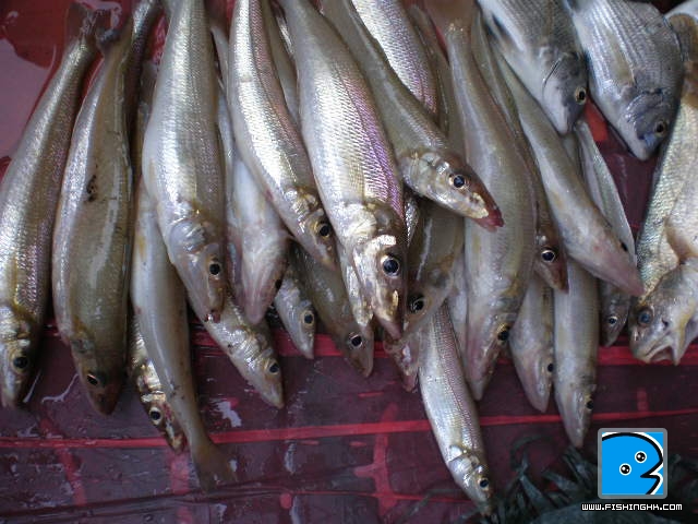 PA100020.JPG