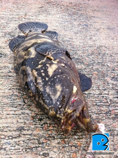 鹿洲釣獲3.JPG