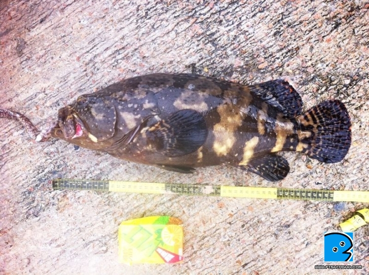 鹿洲釣獲4.JPG