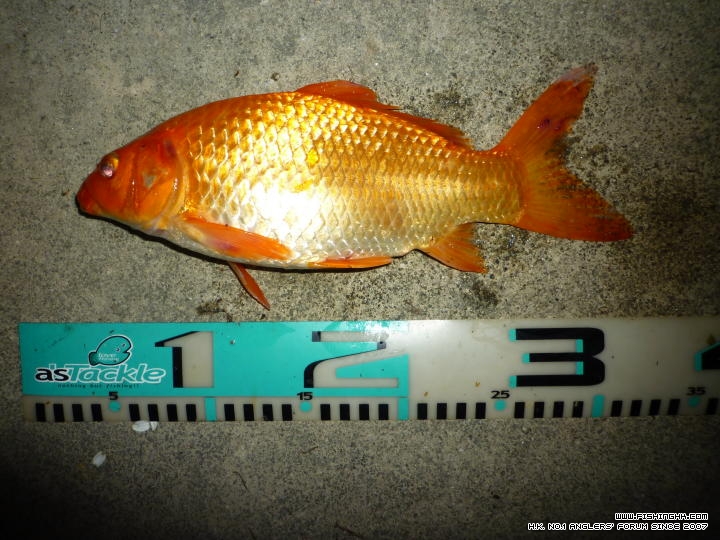 毒害STELLA (6).JPG