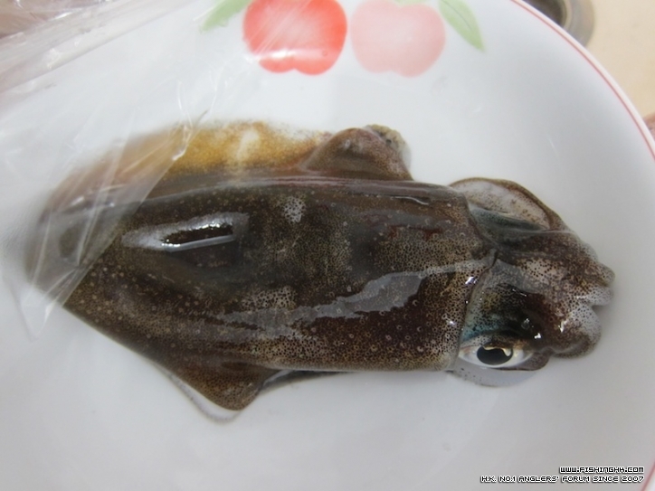 squid2.jpg