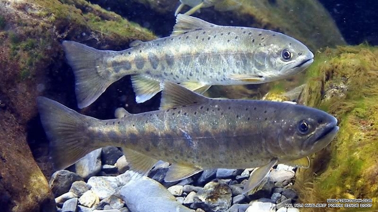 福爾摩沙鉤吻鮭（Oncorhynchus masou formosanum，櫻花鉤吻鮭）.jpg