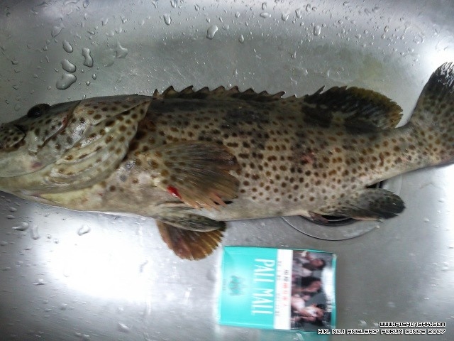 dinner fish