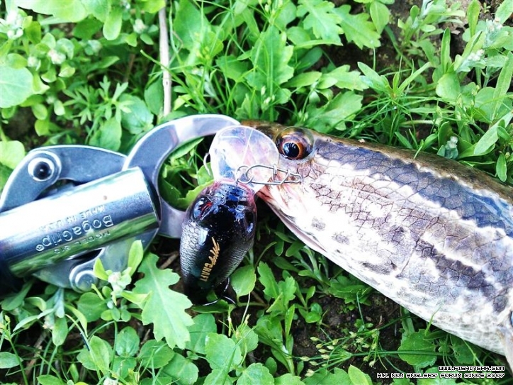 IMAG0687 (Medium).jpg