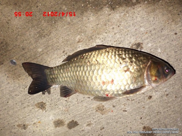CIMG0746 (640x480).jpg