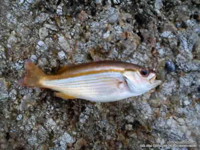 又咩魚黎架.....