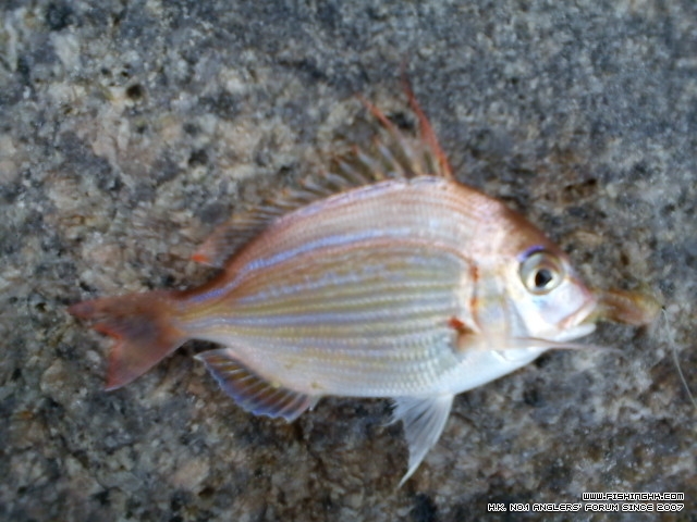 咩魚??即釣即放