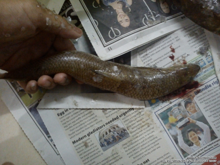 好大條狗棍,唔係我釣咖><