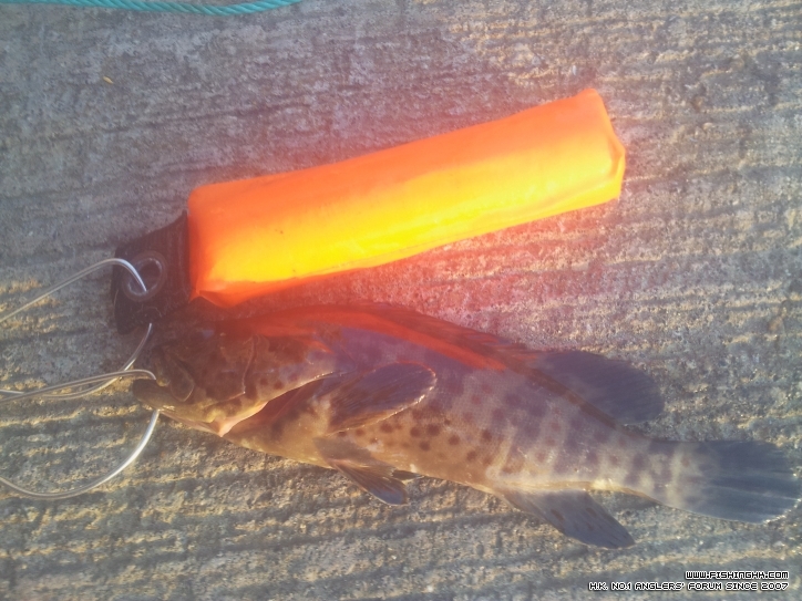 Fish Sep 05 2012.jpg