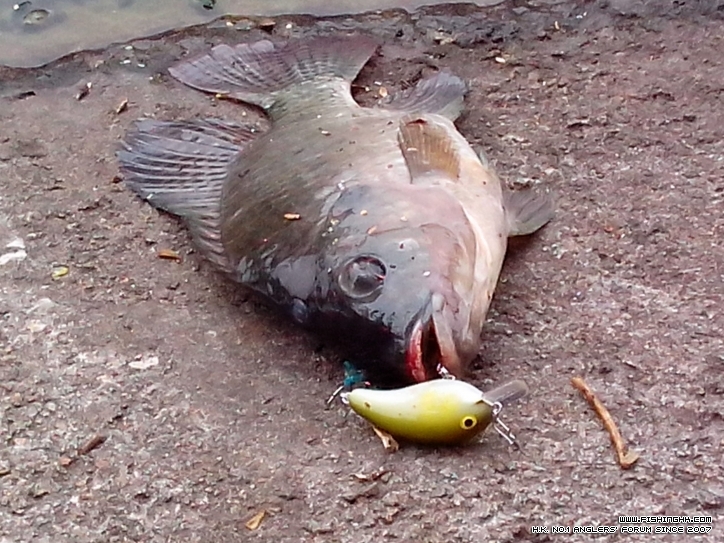 IMG_20121124_164652.jpg