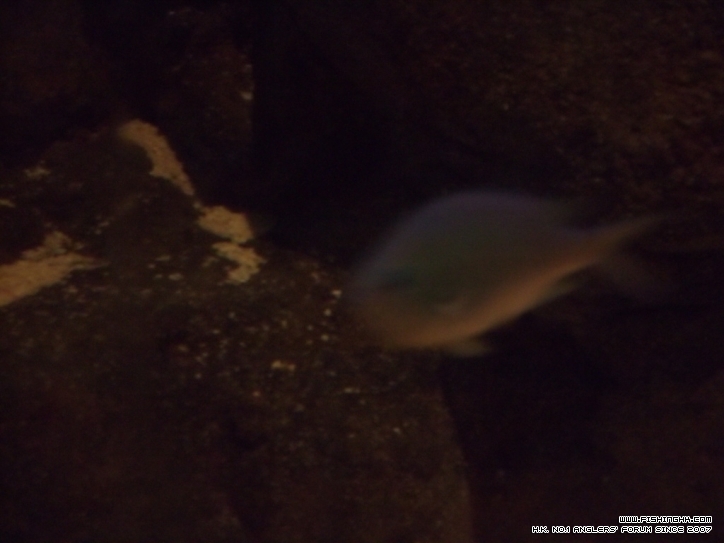 DSCF7217.JPG