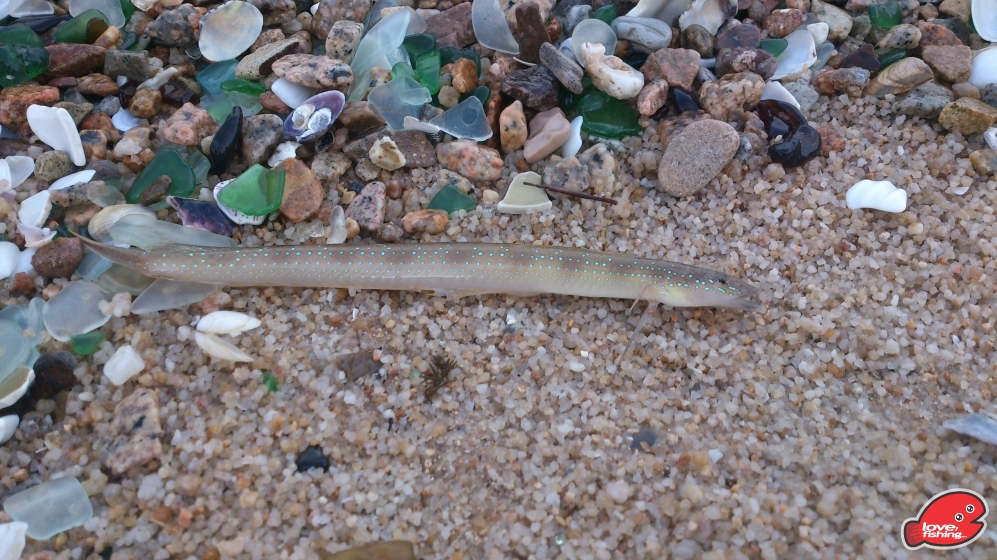 DSC_0111.jpg