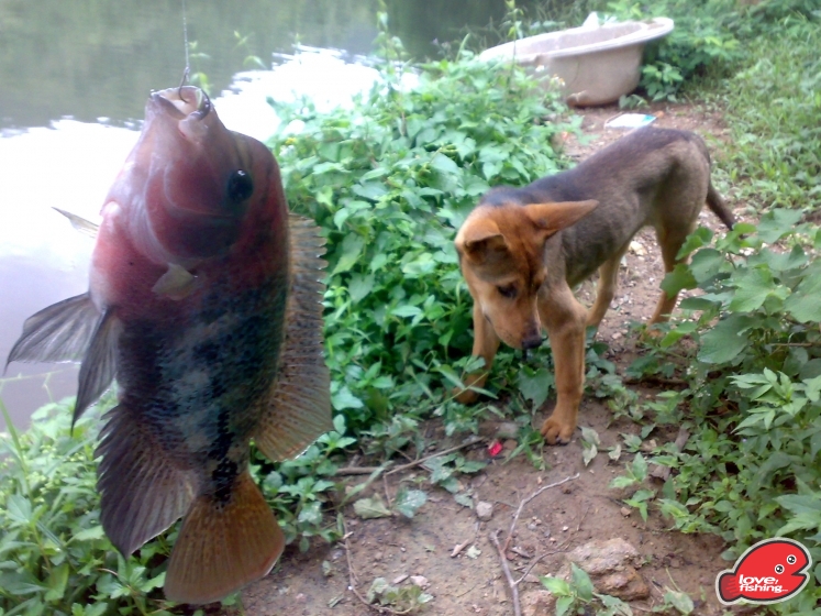 201306062076.jpg