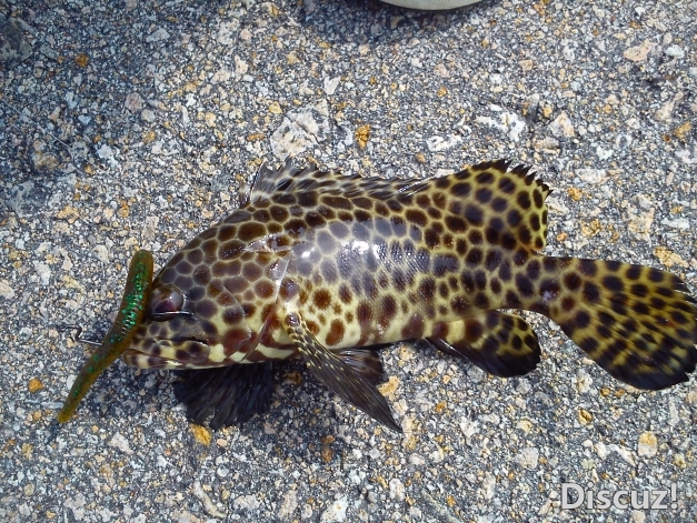 DSC_1090.jpg