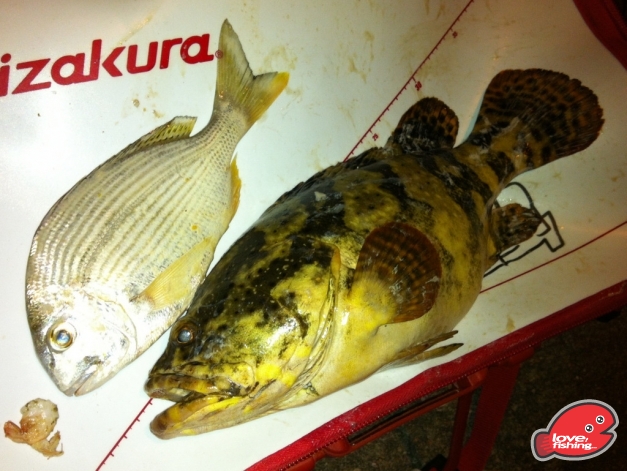 魚.JPG