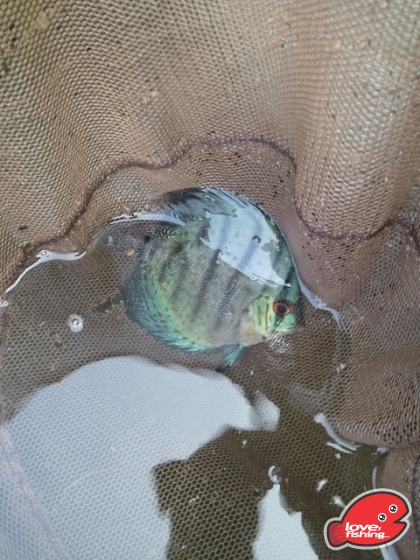 discus.jpg