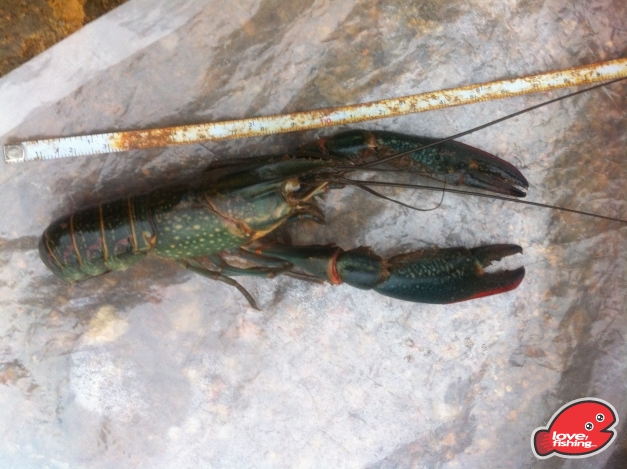 lobster.jpg