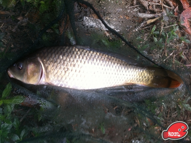 carp.jpg