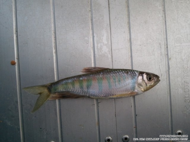 擬似長鰭馬口魚.jpg