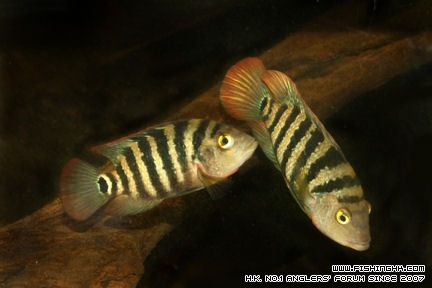 cichlasoma-urophthalmus.jpg