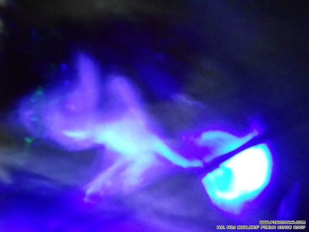 DSCN0667.jpg