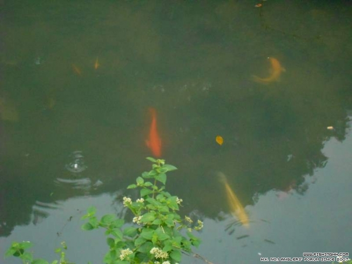 DSCN1065.94.JPG