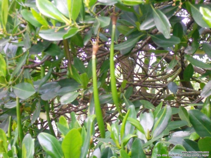 DSCN1871.JPG