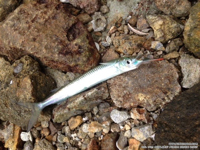 有冇兄弟知道黎條魚叫咩名