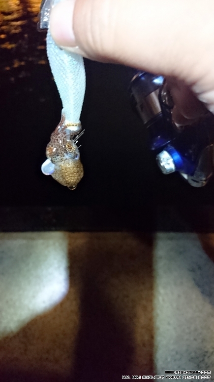 2016-03-26 20.53.55-1.jpg