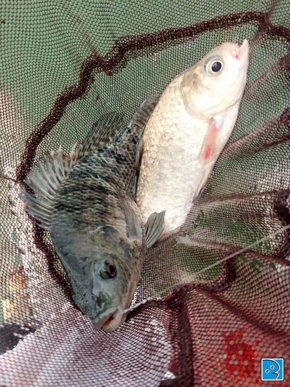 2017-02-05 16.15.40-1.jpg