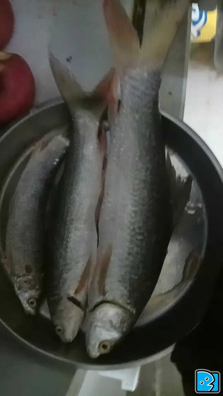 大三斤的