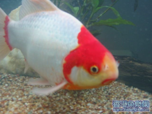錦鲫