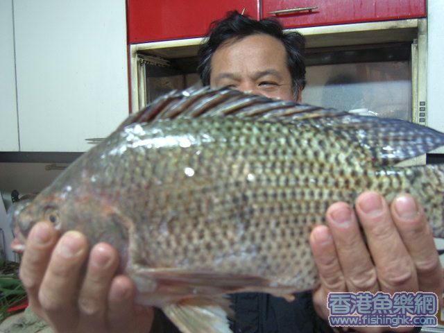 秤了一下.約有兩斤多.能在水庫搞個兩斤多的福壽.真的跌破眼鏡
