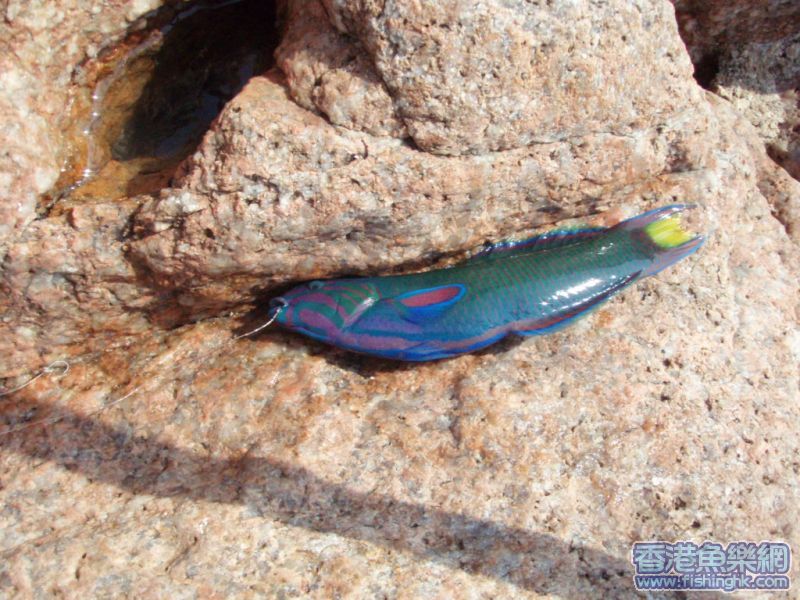 同場加影七彩 龍船