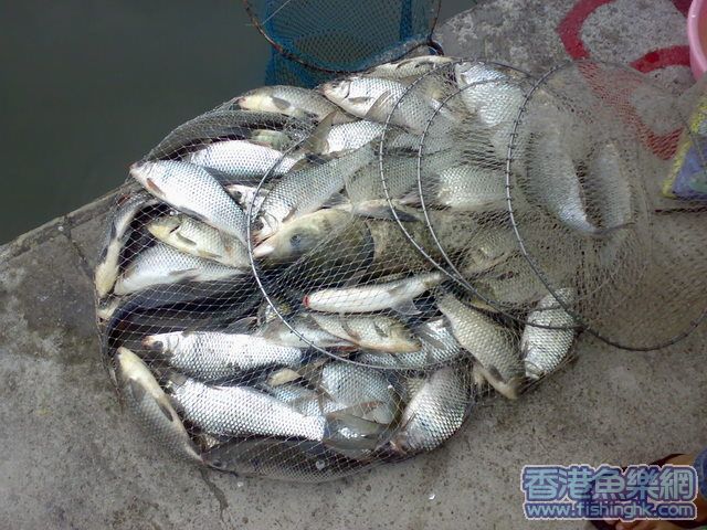 一個下午大小鯪魚一大堆