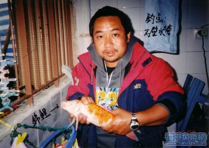 石壁釣獲的錦鯉
