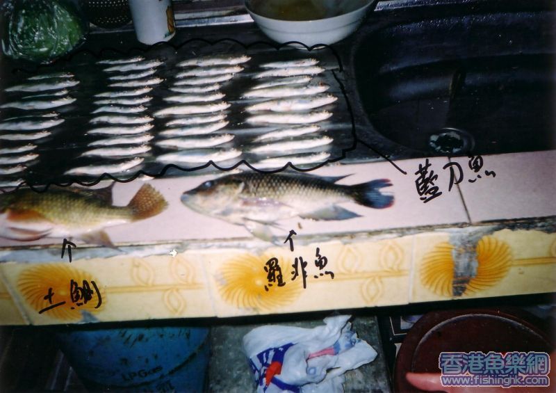 通塘都係(餓鬼魚)藍刀