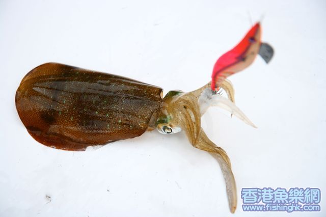 魷魷~~~