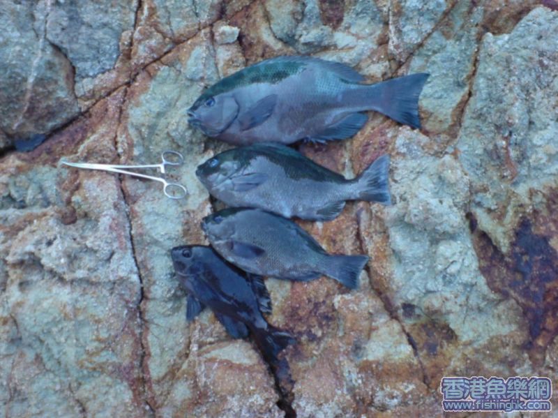 fish0.JPG