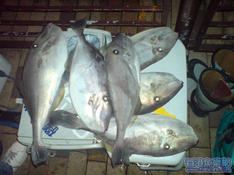 我釣的魚魚!!