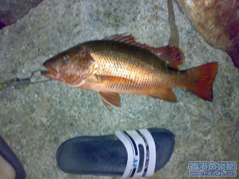 28102006009.jpg