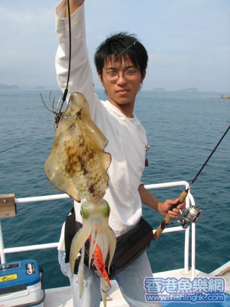 軟絲一只
